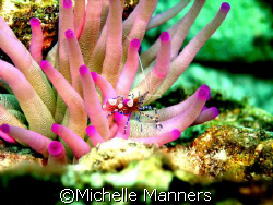 spotted cleaner shrimp emerging from his anemone. taken i... by Michelle Manners 